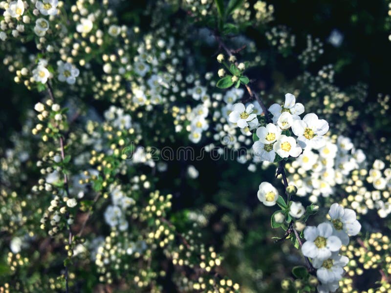 Small flowers on a spirea branch royalty free stock photos Small flowers on a spirea branch royalty free stock photos