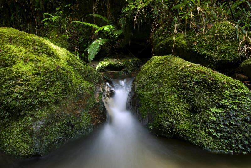 Small flowing stream, New Zealand