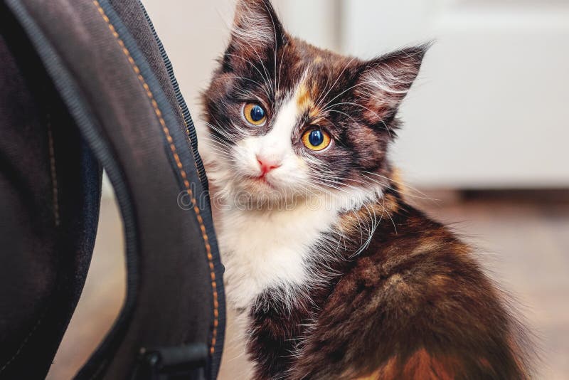 tiny backpack for cat to wear