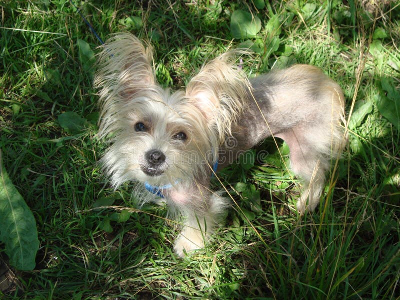 Small Dog Big Ears Stock Photos Download 1,775 Royalty Free Photos