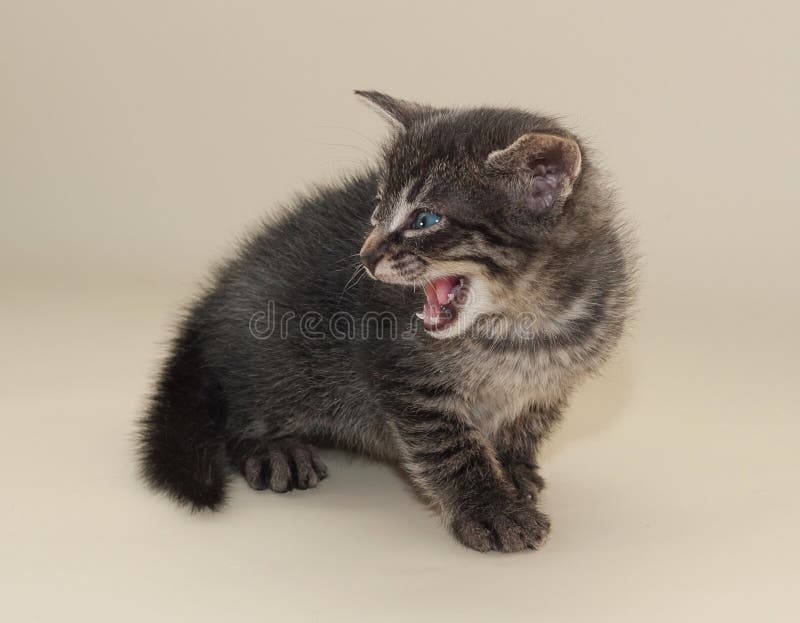 Aggressive kitten stock photo. Image of kitten, animal 7168894