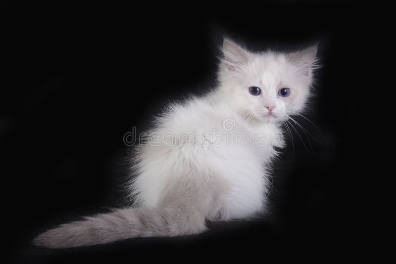 White Ragdoll Stock Photos Download 1 972 Royalty Free Photos