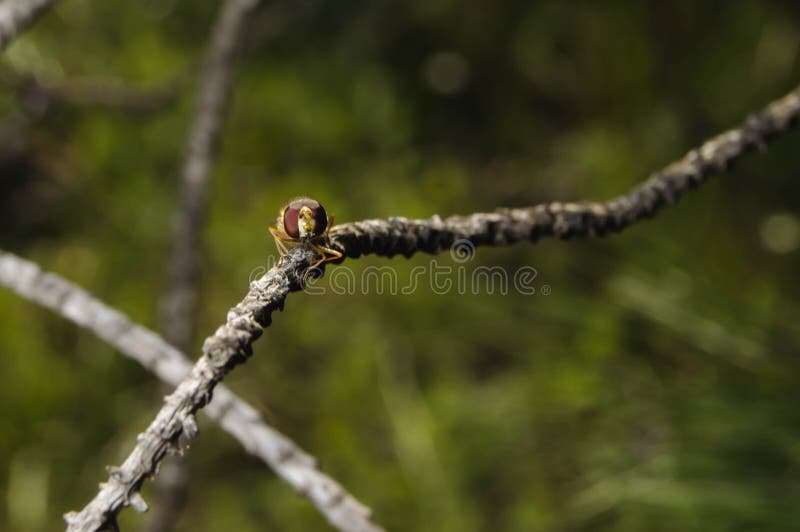Small Fly of Flowers on a Branch Stock Photo Image of animal, hover