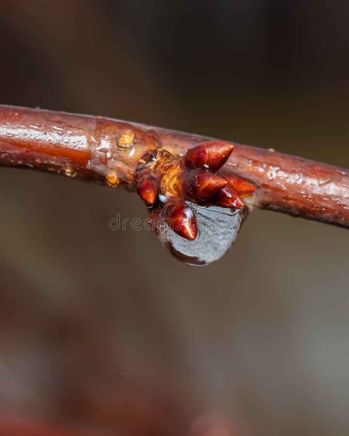 Small frozen droplet on tree branch