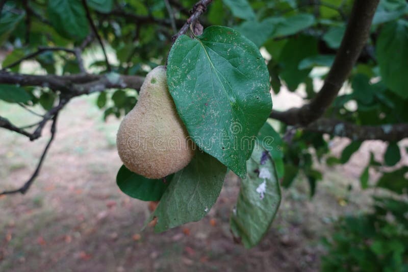 Small Fruit on Tree. Quince Fruit Growing Young in Orchard Fruit Tree