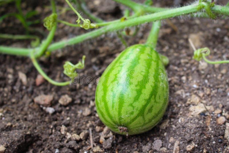 Small fruit watermelon growing in the garden. Fruit scene stock images, royalty-free photos and pictures