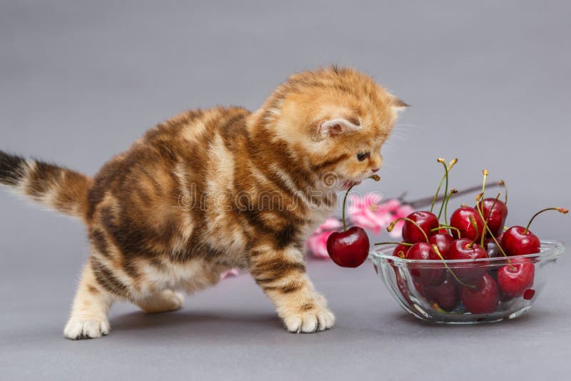 small-funny-british-marble-kitten-bowl-c