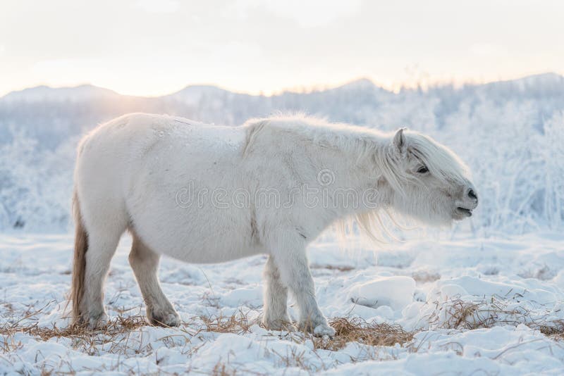 A small and funny Yakut horse grazing on a meadow