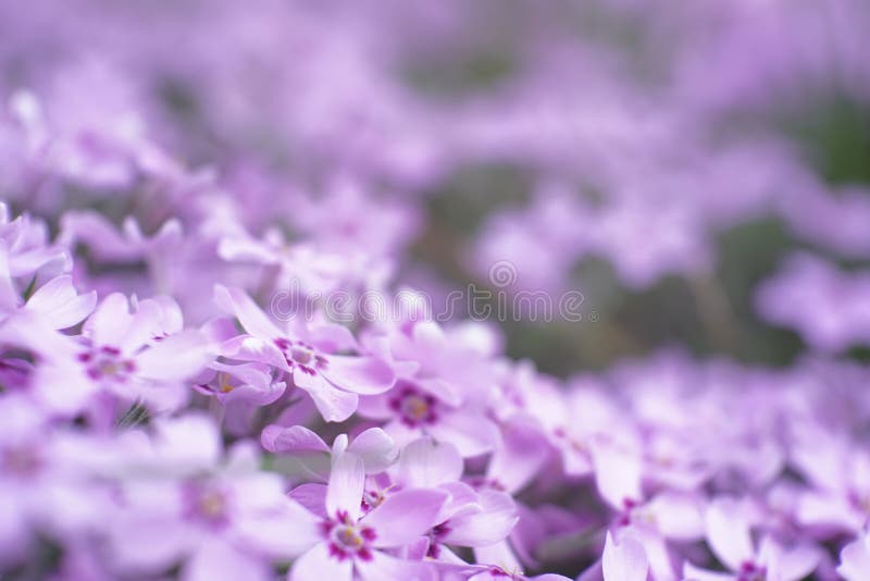 Small garden filled with light purple flower macro world
