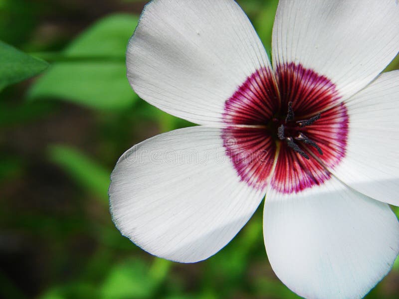 Small Garden White Flower Close Up White Field Flower With A Red