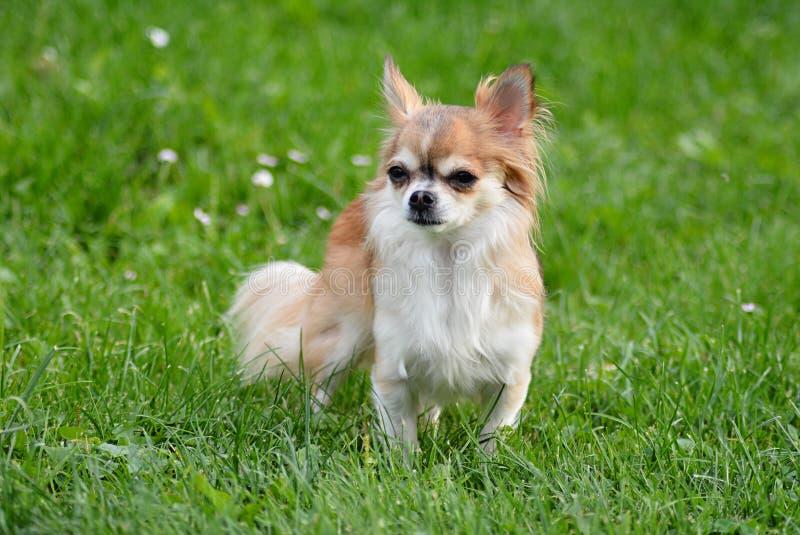 Chihuhua Dog Amoung the Grass Stock Image - Image of ginger, cute ...