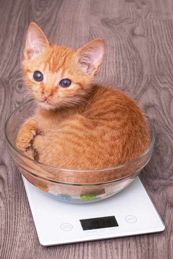 https://thumbs.dreamstime.com/b/small-ginger-kitten-cup-scales-close-up-small-ginger-kitten-cup-scales-263314984.jpg