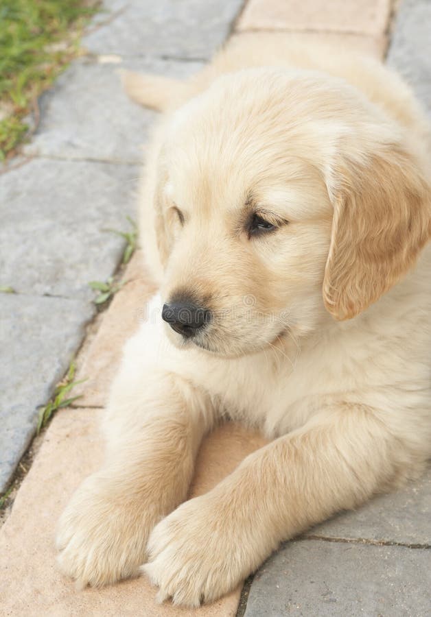 Small golden retriever puppy