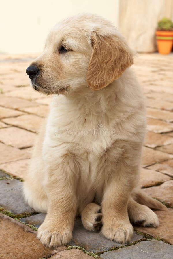 Small golden retriever puppy