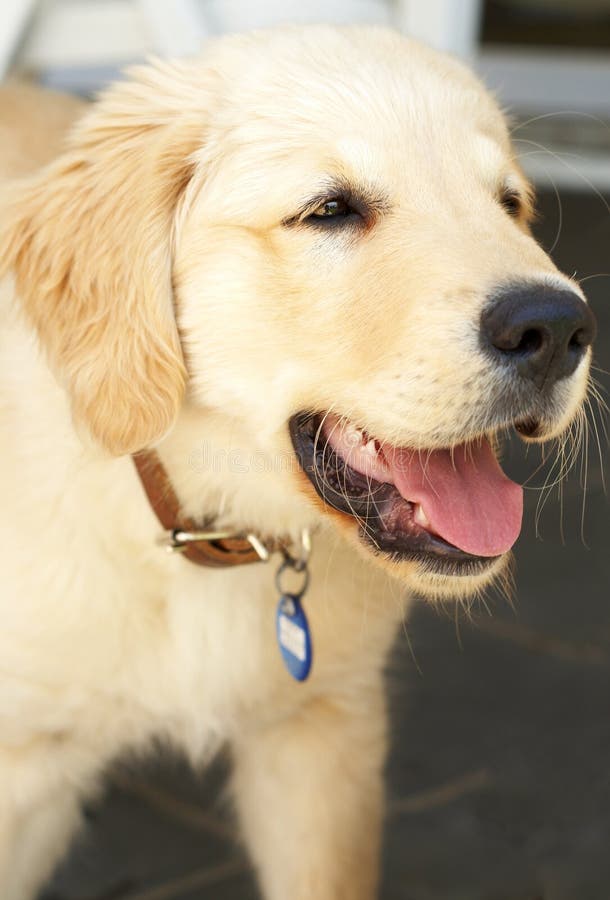 Small golden retriever puppy