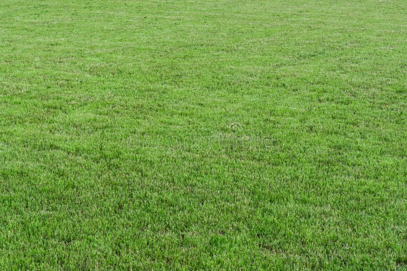 A Large Area Overgrown with Small Grass Stock Photo - Image of sheared