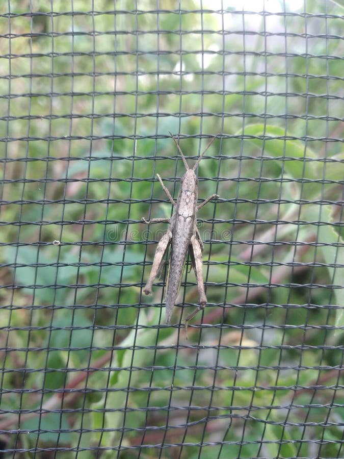 Small stock image. Image of lovely, branch 318074849