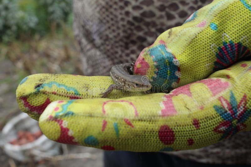 A small gray lizard sits on the hand naked or gloved looking royalty free stock photos