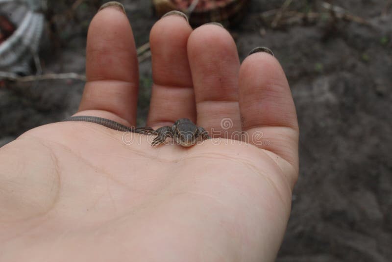 A small gray lizard sits on the hand naked or gloved looking royalty free stock photo