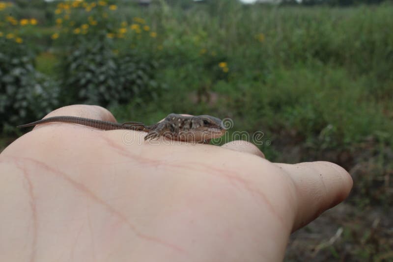 A small gray lizard sits on the hand naked or gloved looking royalty free stock image