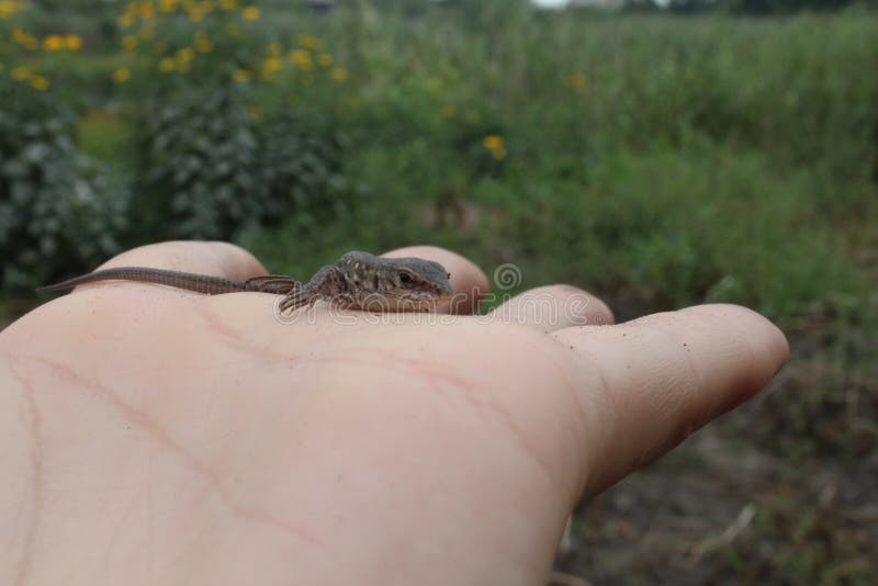 A small gray lizard sits on the hand naked or gloved looking stock photos