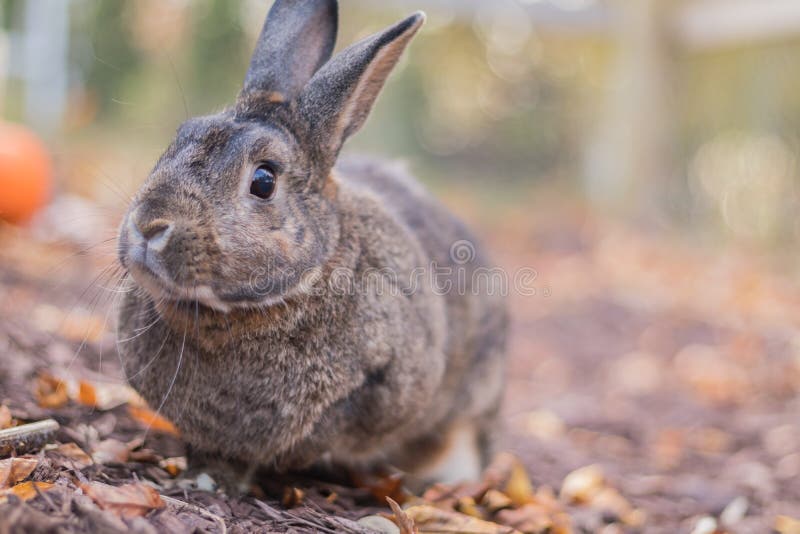 Small gray and white bunny rabbit in the garden in Autumn