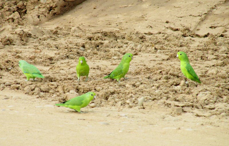 280 Baby Parrots Photos Free Royalty Free Stock Photos From Dreamstime 280 Baby Parrots Photos Free Royalty Free Stock Photos From Dreamstime