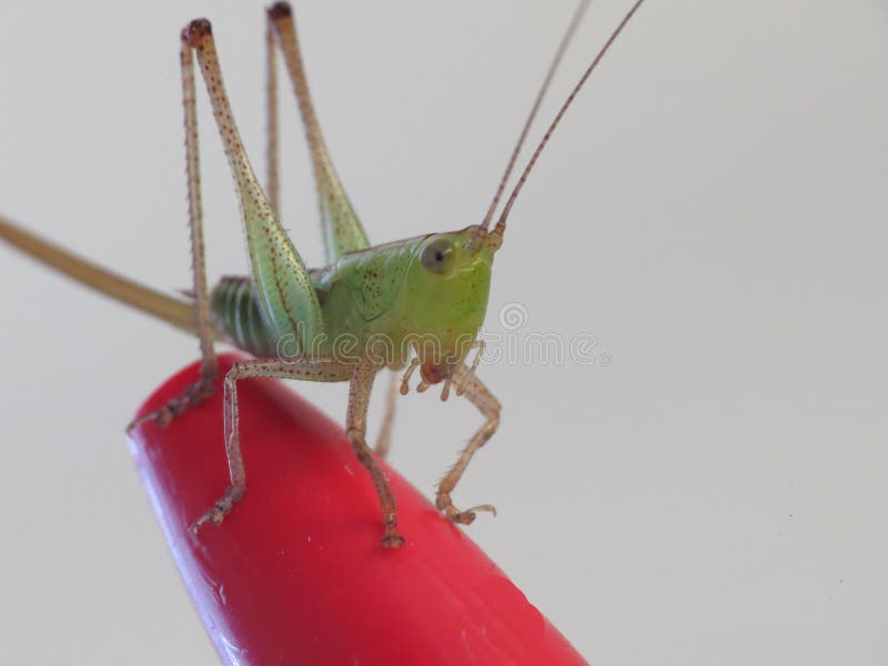 Cricket Pen Stock Photos - Free & Royalty-Free Stock Photos from Dreamstime