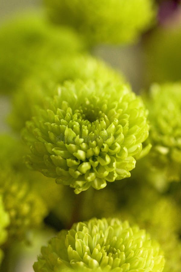 Small Green Flowers stock photo. Image of living, flowers - 90399612