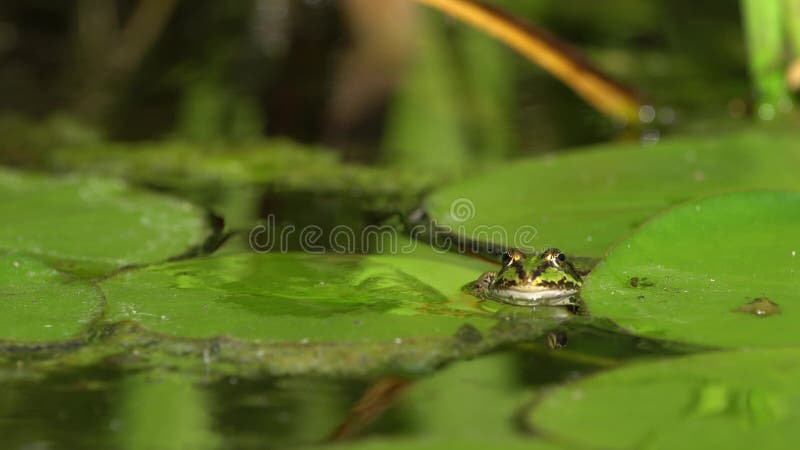 Small green frog in a pond