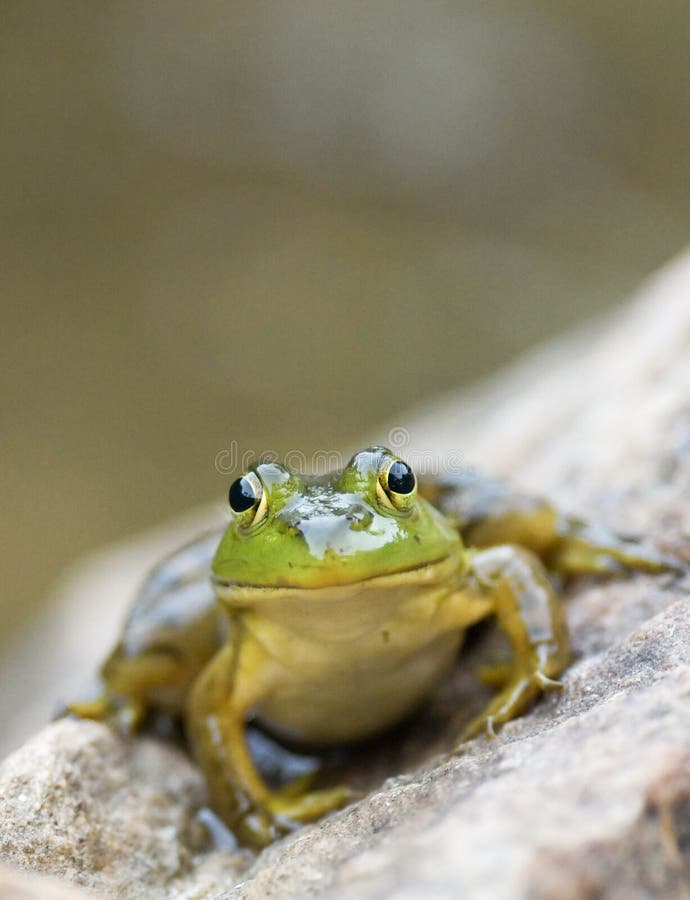 A small green frog sits on a large rock by a pond at dusk.