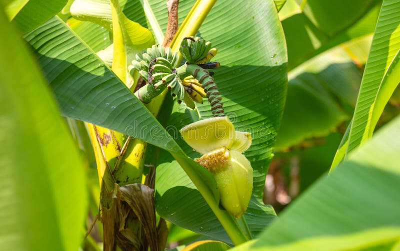 Small green fruits of bananas on a plant royalty free stock photography