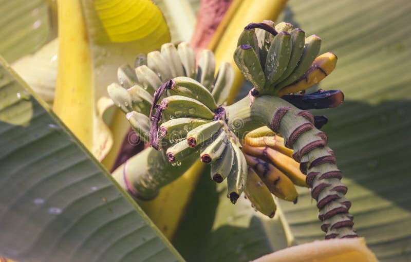 Small green fruits of bananas on a plant stock photo