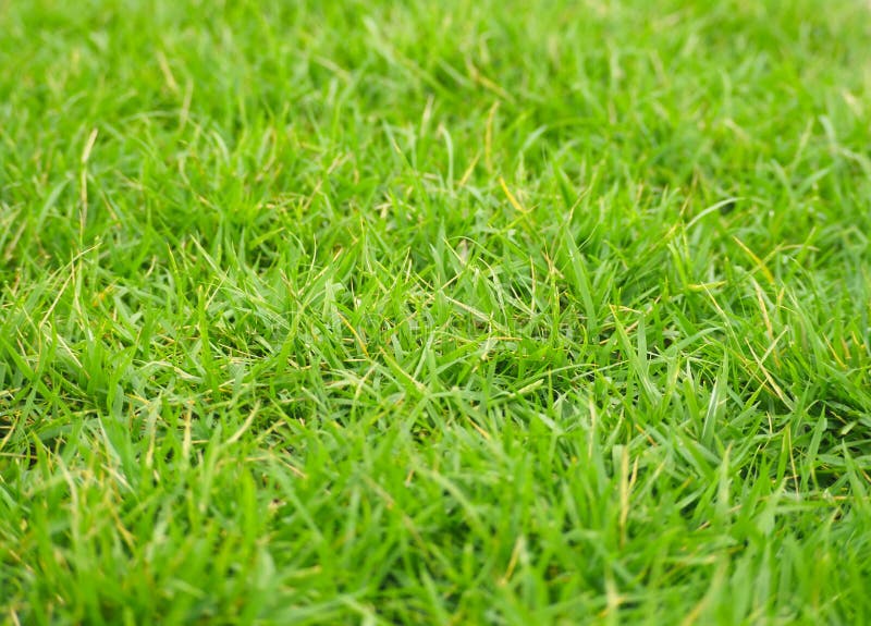 Small Green Grass Ground View for Backgrounds and Textures. Natural