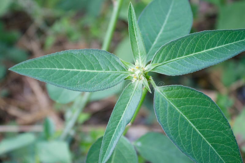 The small green leaf stock image. Image of garden, october 62758403