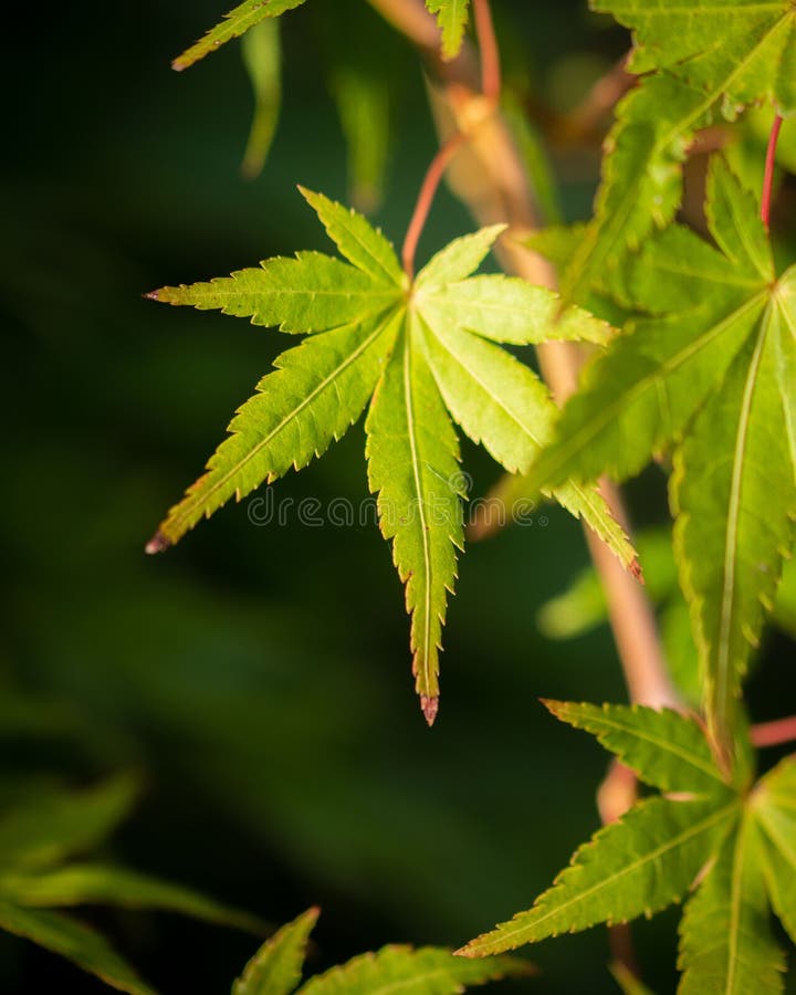 Small Green Leaf Standing of Plant in the Field on a Sunny Day Stock