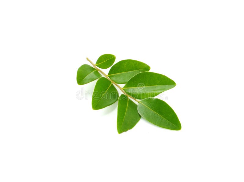 Small Green Leaves Isolated on White Background Stock Photo Image of