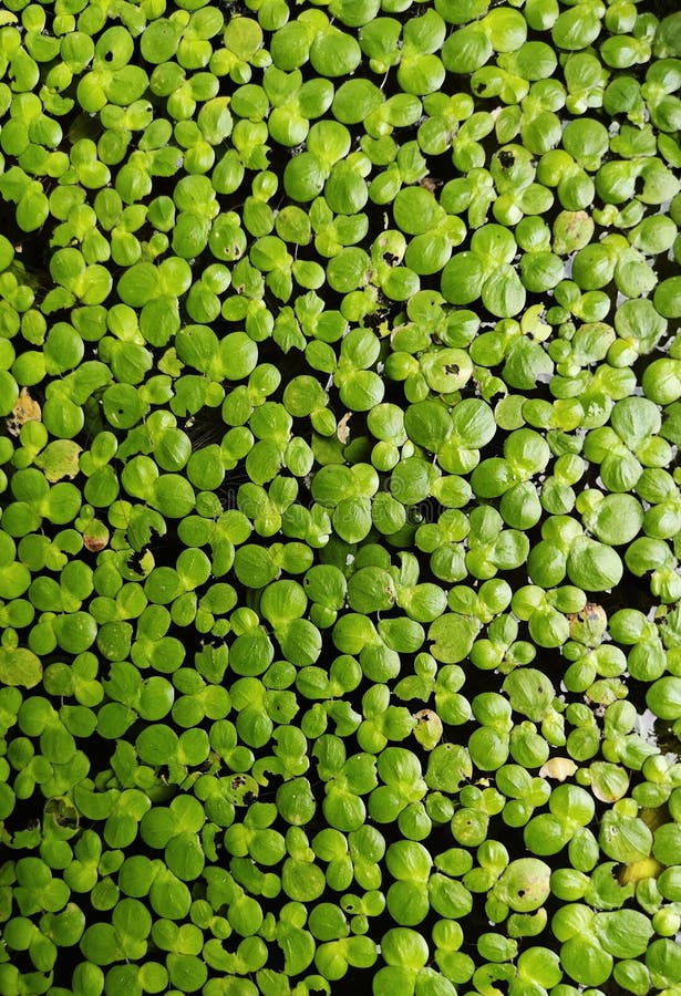 Small Green Leaves Reflect Sunlight and Float Stock Image Image of