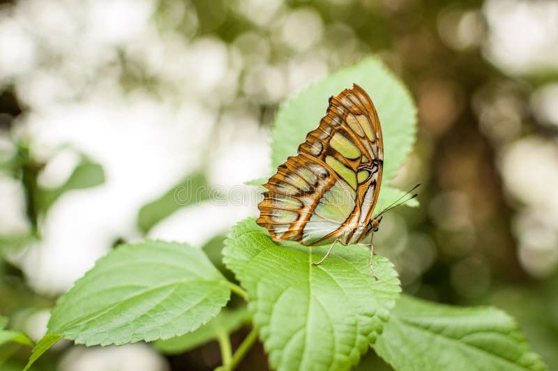 A malachite butterfly standing on a green leaf royalty free stock photo A malachite butterfly standing on a green leaf royalty free stock photo