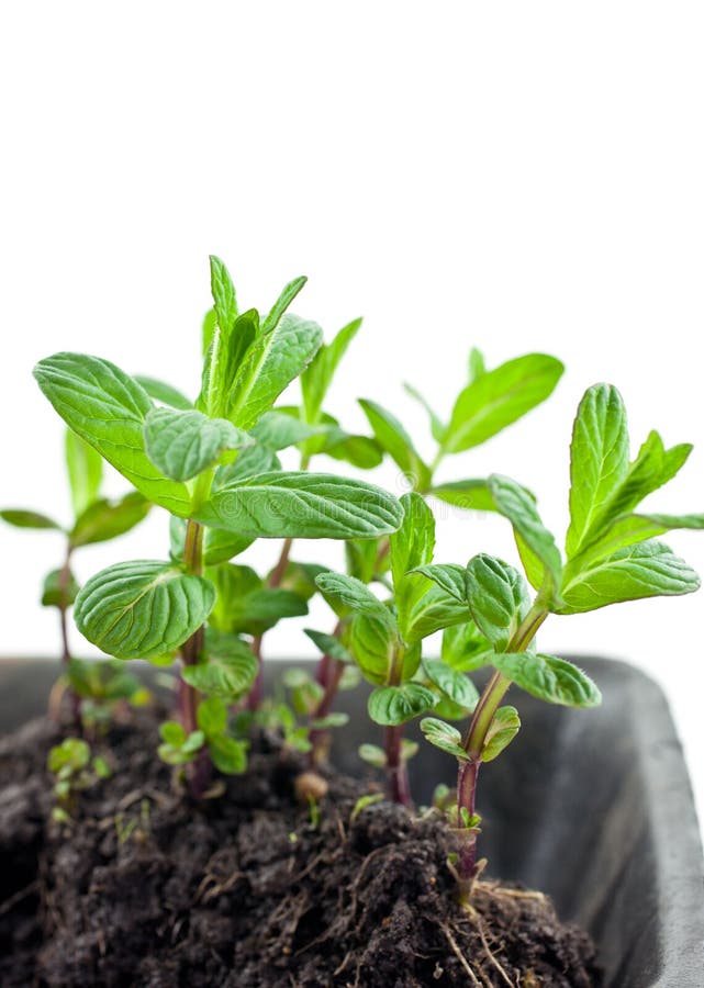 Small green mint sprouts stock photo. Image of mint, farmland 50241202