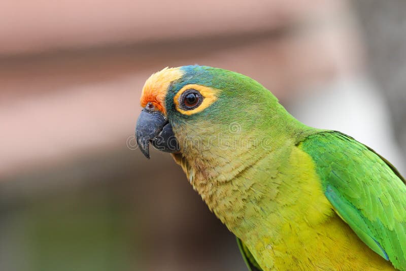 Small Green Parrot Stock Photo Image 43980635