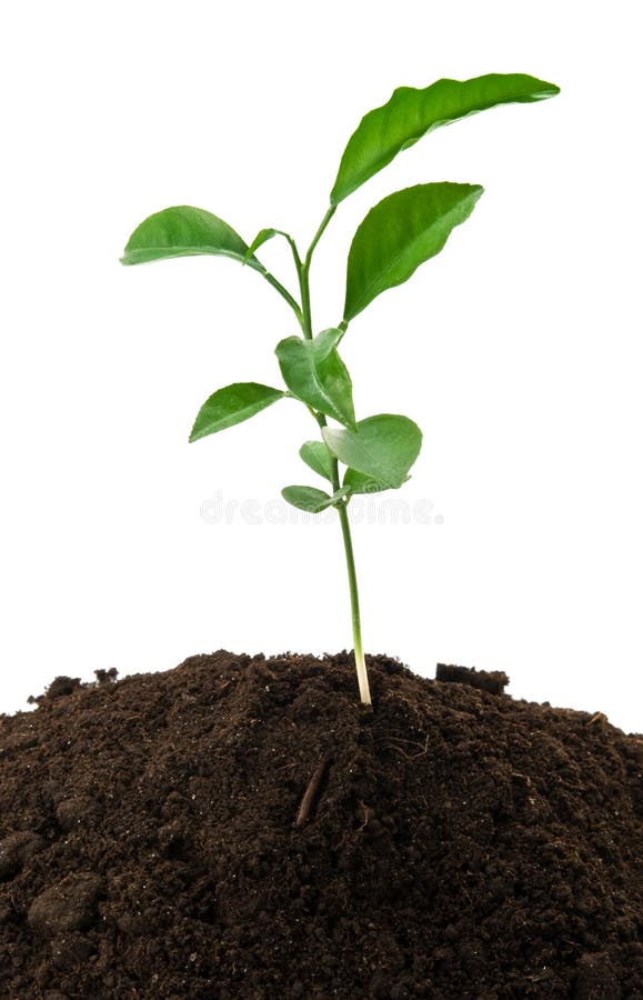 Small green plant stock image. Image of stem, botany 18010325