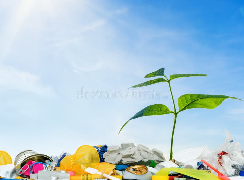 Small Green Plant Grows through Plastic Trash Stock Photo Image of