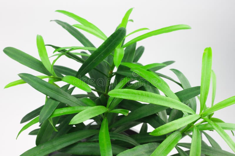Small green plant stock photo. Image of concept, background 39680876