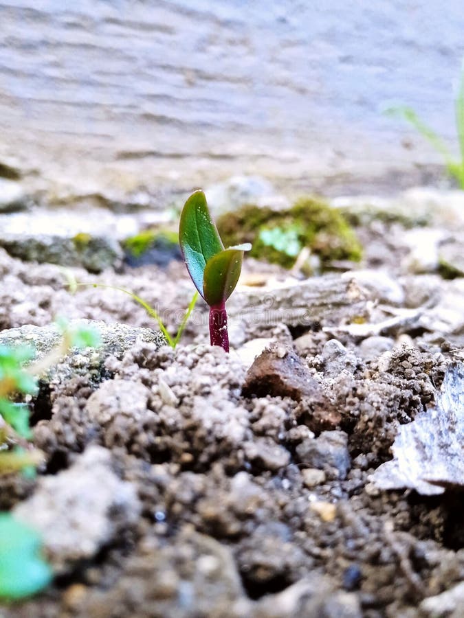 Small Green Plant with Green Leaves and Red Stems Stock Image Image