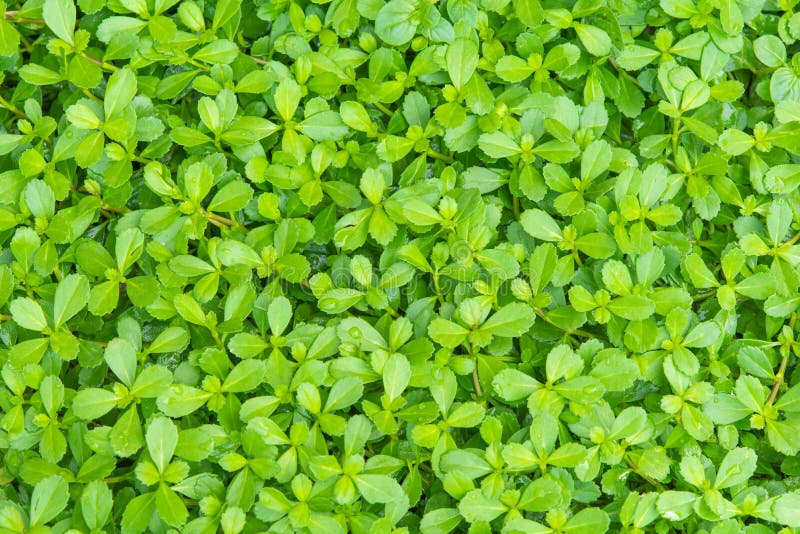 Small green plants stock photo. Image of silver, small 4880348