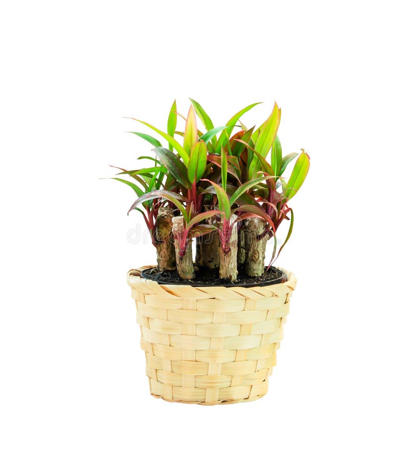 Small Green Plants In Wooden Woven Pot Stock Photo Image of path