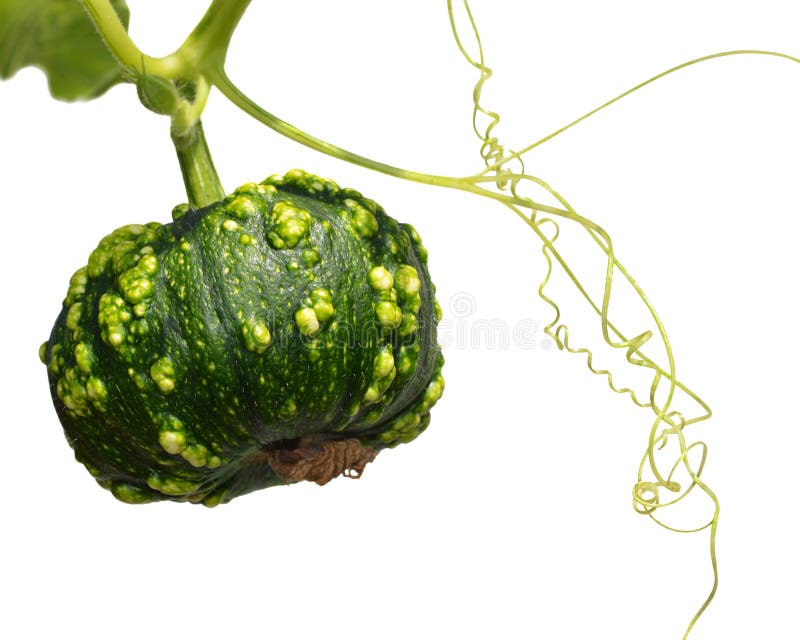 Small green pumpkin stock photo. Image of pumpkin, squash - 61435172