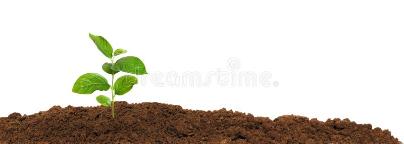 Small green seedling in the ground, isolated