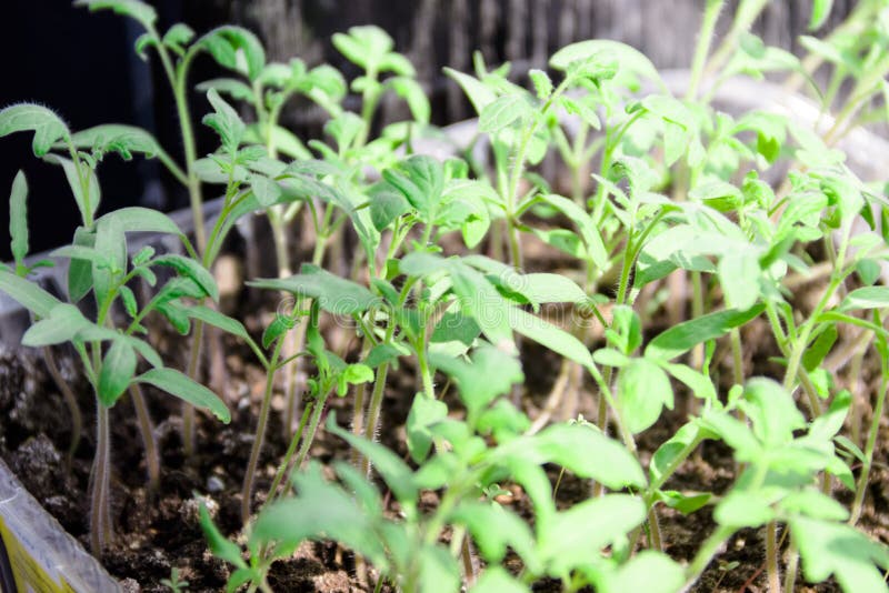 Small Green Sprouts of Tomato Seedlings Stock Photo Image of botany